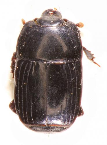 Platysoma compressum